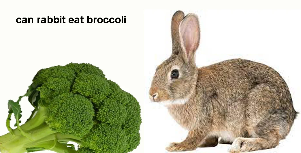 can rabbit eat broccoli
