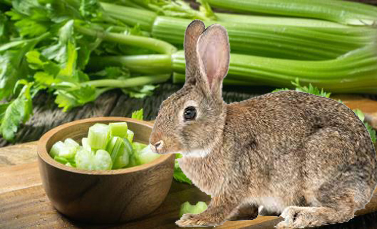 can rabbit eat celery
