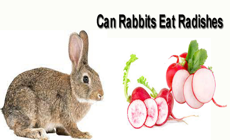 can rabbits eat radish