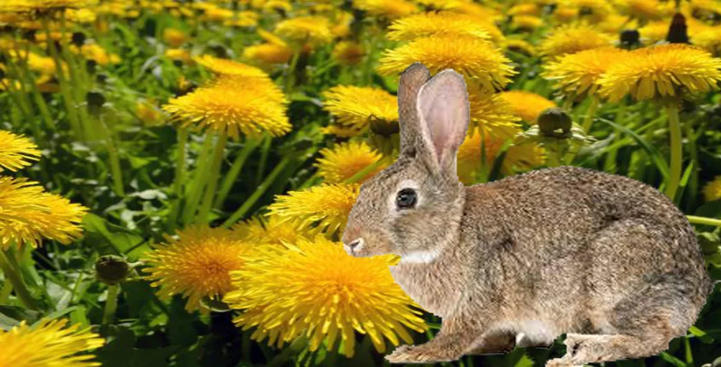 Can Rabbits Eat Dandelions? Exploring the Benefits and Risks