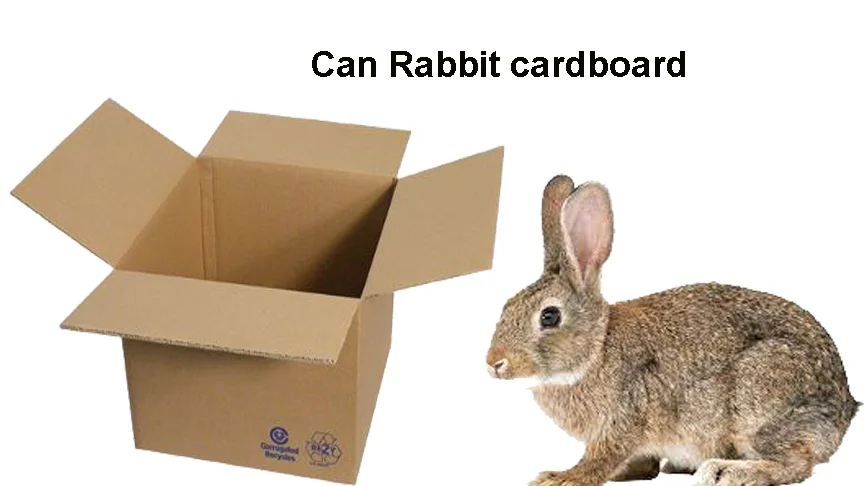 Can Rabbits Eat Cardboard?  Bunny’s Health