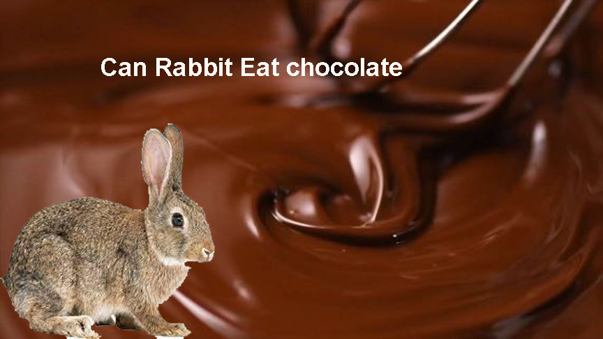 Can Rabbits Eat Chocolate? Latest Veterinarian’s Reasearch 2023