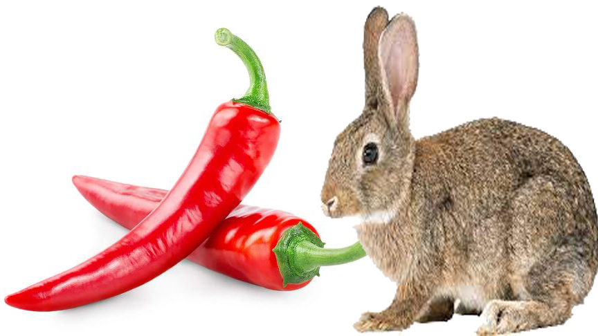 Can Rabbits Eat Chilli? Unveiling the Truth Behind Rabbits and Spicy Food