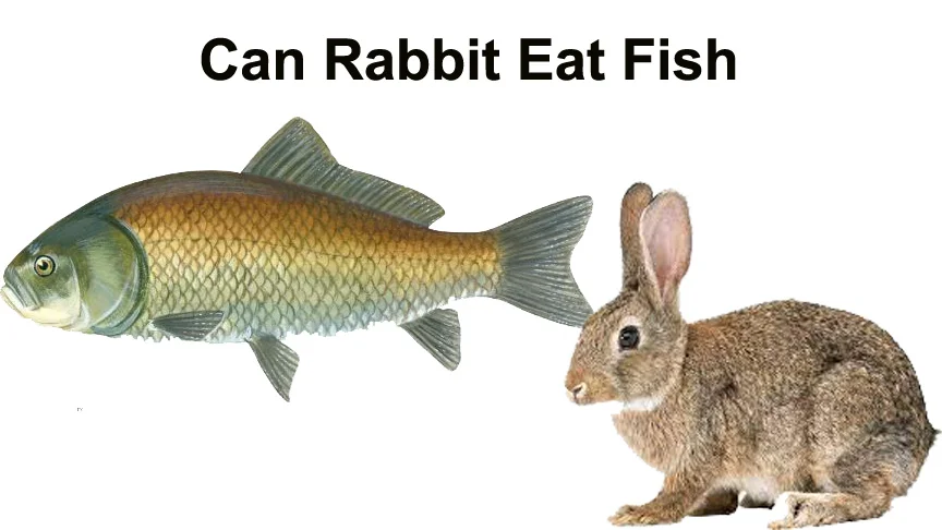 can rabbit eat fish