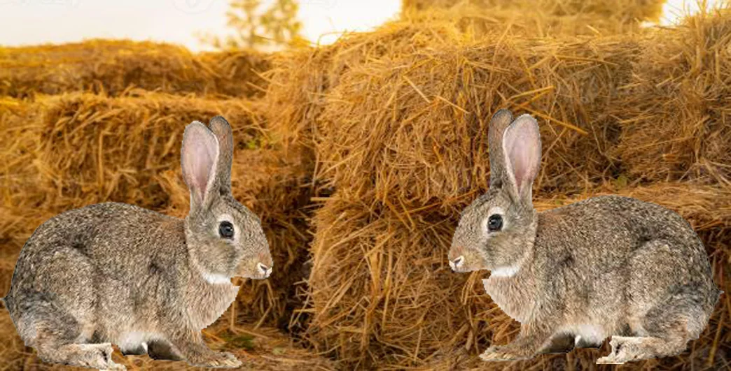 can rabbit eat hay? Bunny’s Like 2023