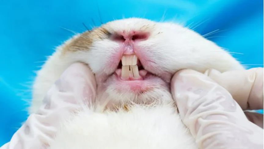 Rabbit Dental Problems –  Causes, Symptoms, and Prevention