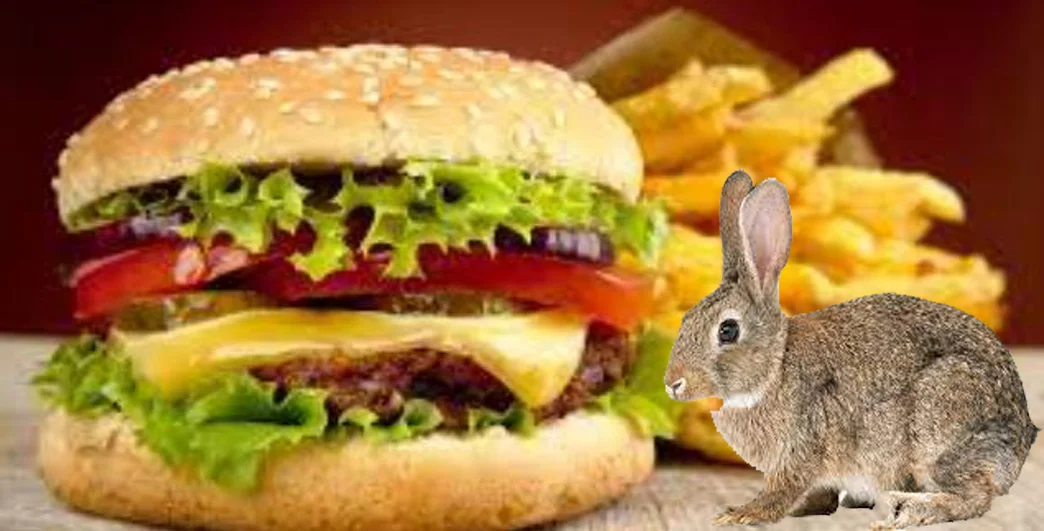 can rabbit eat fastfood