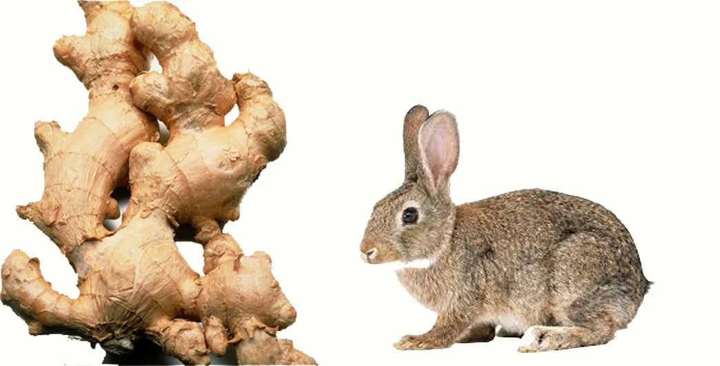 can rabbit eat ginger