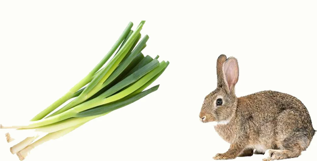 Can Rabbits Eat Green Onions? A Comprehensive Guide