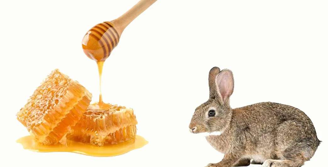 Can Rabbits Eat Honey?