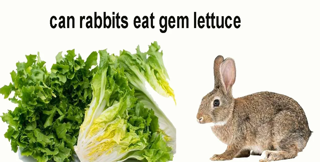 Can Rabbits Eat Gem Lettuce? Guide to Rabbit Nutrition